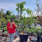 Figovník jedlý (Ficus carica) ´LITTLE MISS FIGGY®´ - výška 220-230 cm, kont. C150L, BOHATO RODIACI EXEMPLÁR (-15°C)